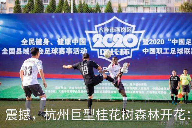 震撼，杭州巨型桂花树森林开花：8000多株美似童话